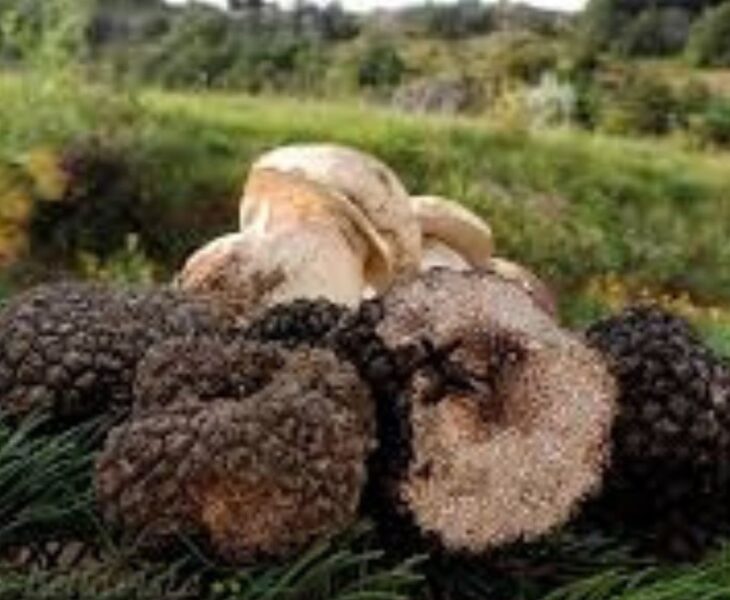 funghi