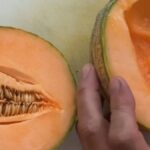 Il melone